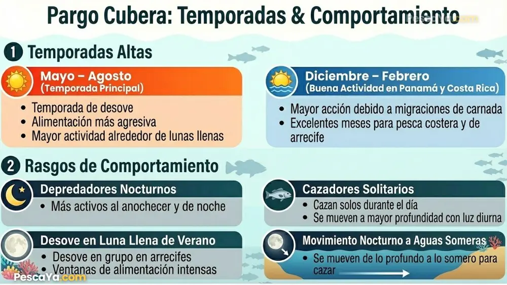 pargo cubera temporadas y comportamientos