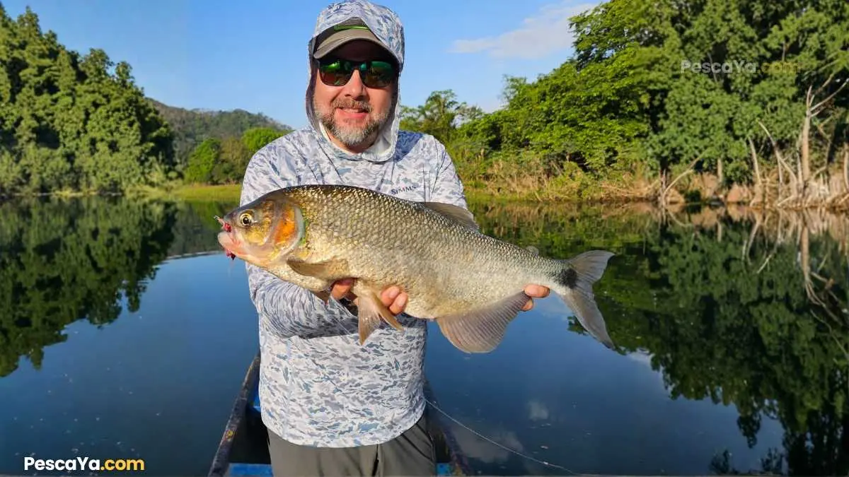 pesca de machaca en panama