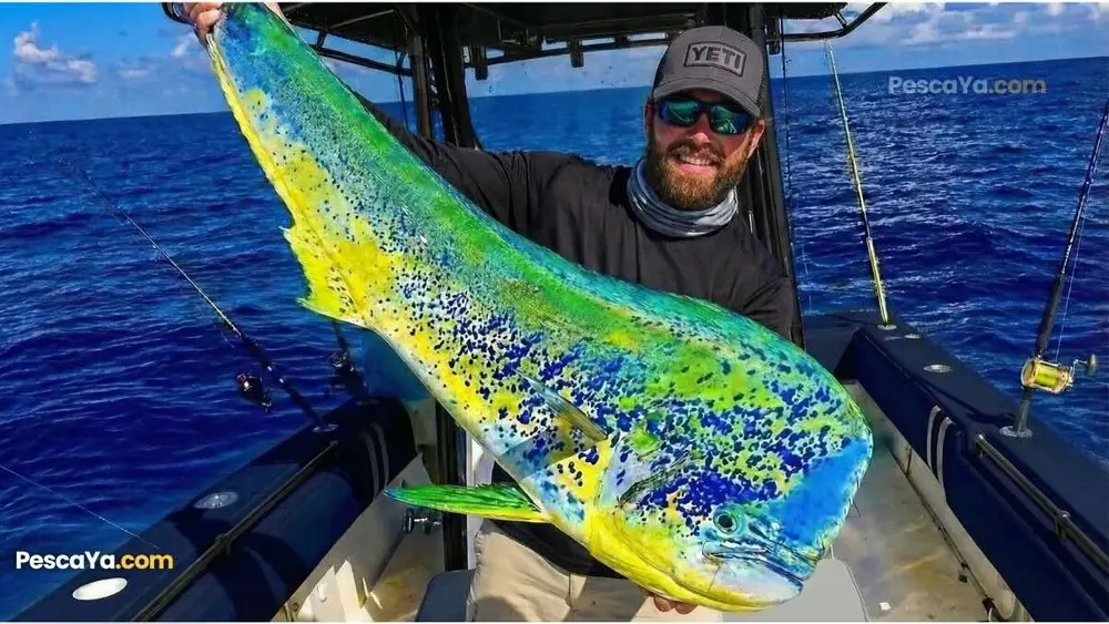 dorado fish mahi mahi