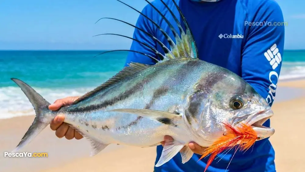 Pez gallo capturado con una mosca naranja en una playa del Pacífico de Panamá