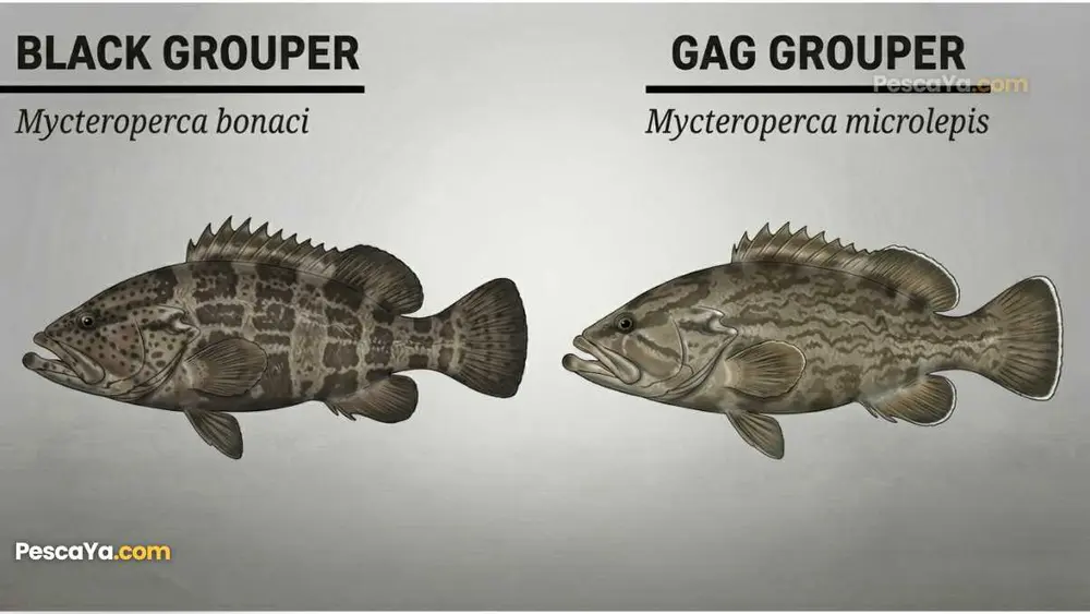 gag grouper vs black grouper