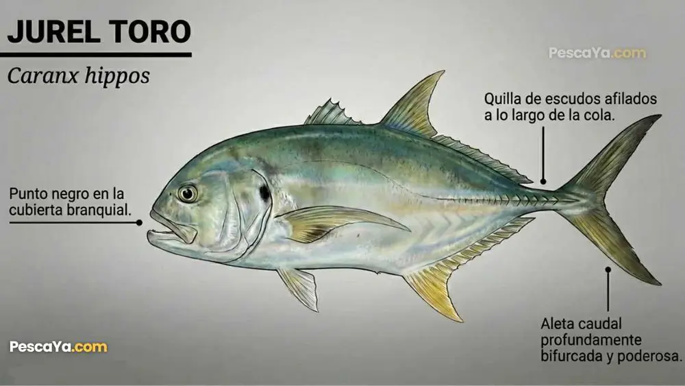 jurel toro anatomia