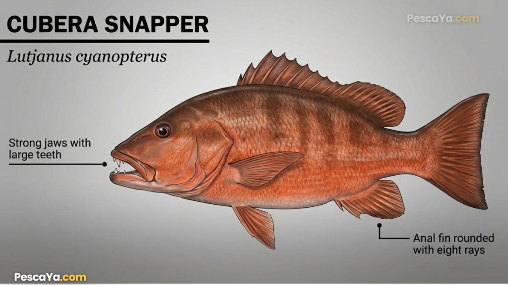 cubera snapper diagram
