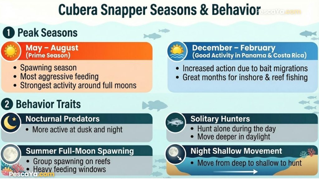 cubera snapper seasons and behavior
