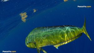mahi mahi fishing tours