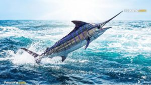 offshore fishing in panama