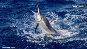 piñas bay marlin