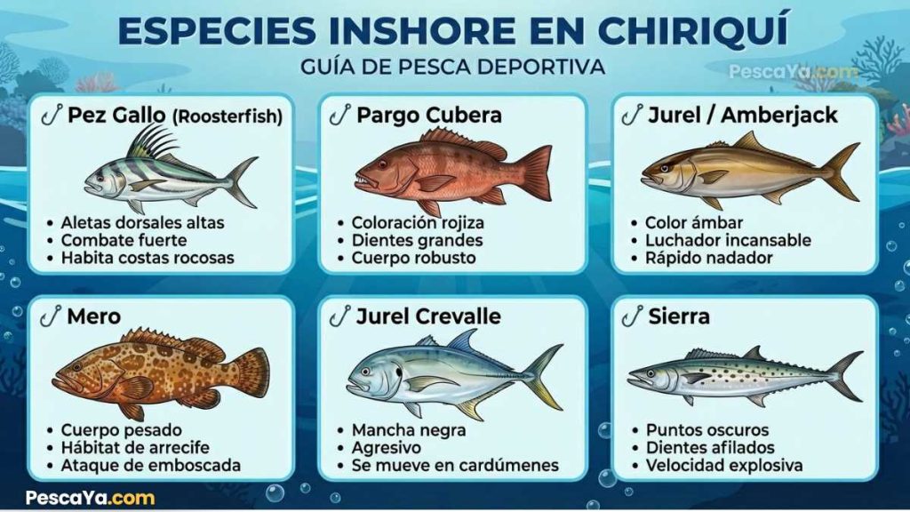 especies inshore en chiriqui infografico