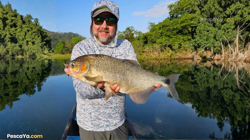 pesca de machaca panama