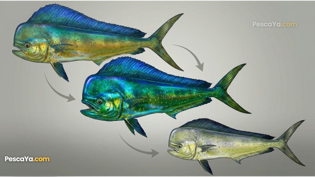 dorado fish color change