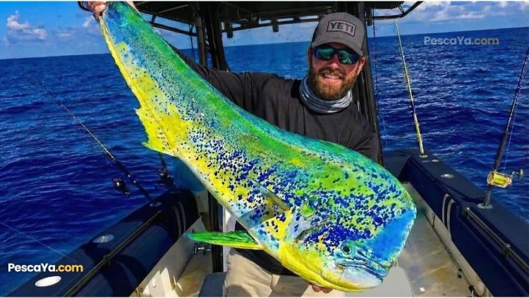 dorado fish mahi mahi