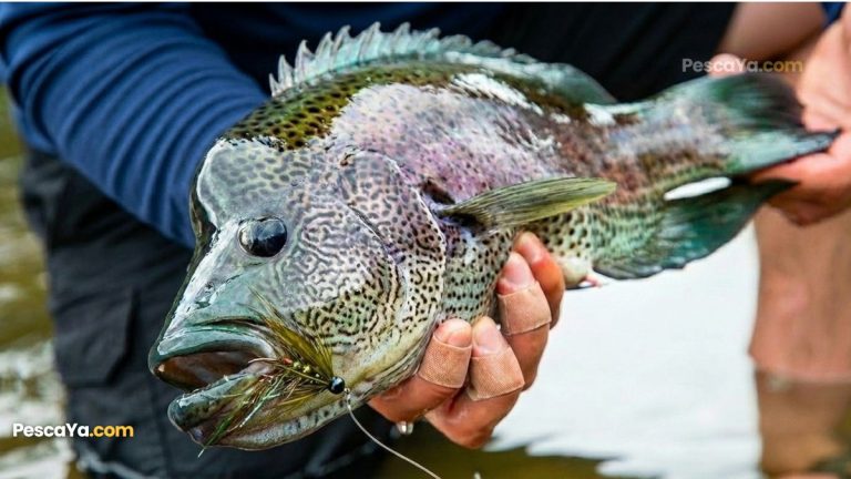 rainbow bass guapote
