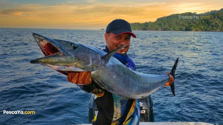 image of a wahoo fish