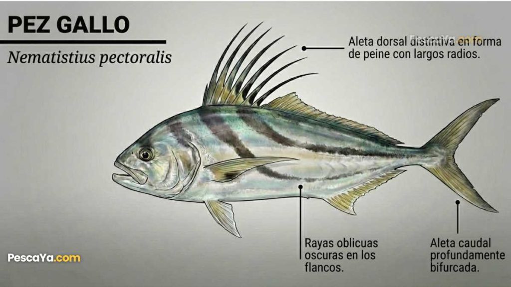 anatomia del pez gallo
