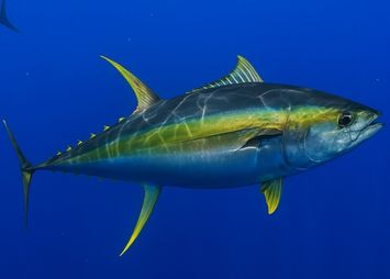 yellowfin tuna fishing in panama
