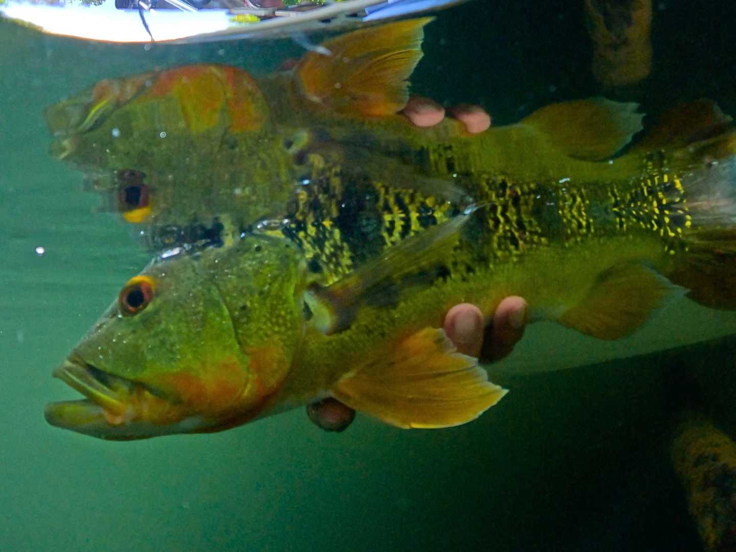 Fishing Trip in Lake Gatun